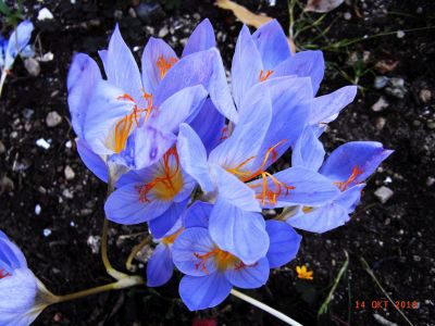 Pracht-Herbst-Krokus